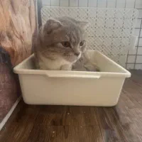 واگذاری بریتیش سیلور