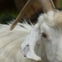 پوست کورکی گوسفند