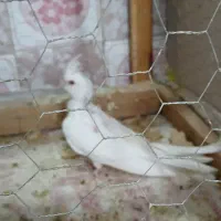 جوجه عروس هلندی ۳ تا