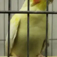 ط.وطی عروس