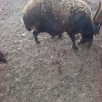 میش