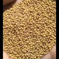 بذریونجه