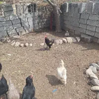 فروش تخم مرغ نطفه دار