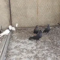 کبوتر سیاه آبادانی
