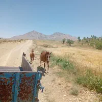 مادیون پر خون بسیار سر دوم گیر با کره بهترین جنس