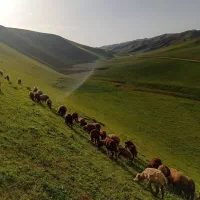 بره|حیوانات مزرعه|قیامدشت - خاورشهر, |دیوار
