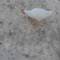 جوجه