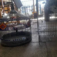 قفس تک خوان وقفس طرقه اورجینال