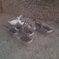 غاز