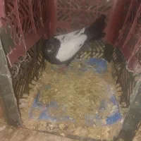 فروش چند کبوتر