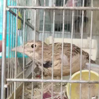 دست پر قیچی با غلاب