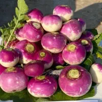 بذر شلغم تضمینی و درجه یک