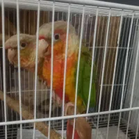 فروش یک جفت گرینجیک نر و ماده