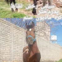 اسب  یورقه توند درجه یک