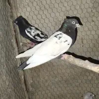 کبوتر|پرنده|داراب, |دیوار