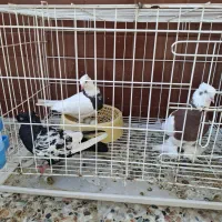 سه عدد کبوتر همراه با قفس