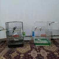 دو جفت عروس هلندی با جوجه و با وسایل کامل