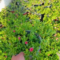 گل یخ شمشاد روزماری شمدانی سه دوم غربی