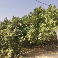 اجاره درخت انجیر پیازی