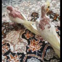 جوج عروس نرم خور