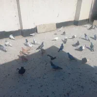 کلاغ زرد سینه دم سفید۵۵۰