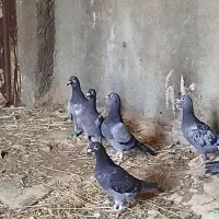 کبوتر پولکی و سبز