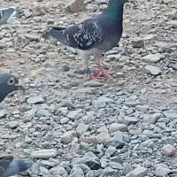 دوعدده ماده مسافتی یکی پلاک عراق یکی بی پلاک