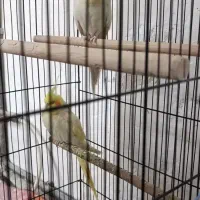 پرنده|پرنده|سلماس, |دیوار