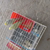 مرغ عشق رینبو