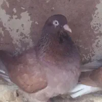 کبوتر انگلیسی