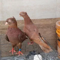 معاوضه کفتر با جفت قاری