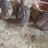 بلدرچین