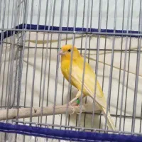 پرتقالی نر مست