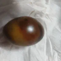 سنگ تخم مرغی  پادزهر. ودوعدد سنگ  گوی