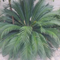 فروش سیکاس