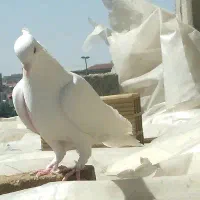 تعدادی ک بوتر