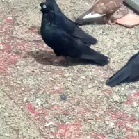 کبوتر صرب موشی الماسی پشتی دوکت