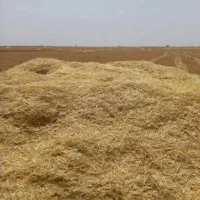 فروش کاه تازه