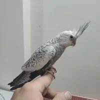 تعدادی عروس هلندی دستی سخنگو
