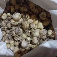 موسیر بذر