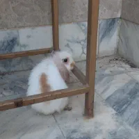 بچه خرگوش