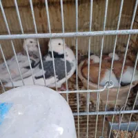 کفتر دهنخورده چاپی