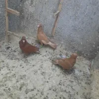 حیون قشنگ