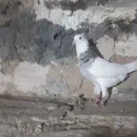 نرطوق|پرنده|شهرضا, |دیوار