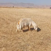 قوچ سنجابی|حیوانات مزرعه|کرمانشاه, |دیوار