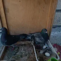 کفتر یا کبوتر پلاکی