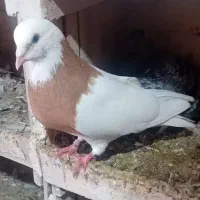 باسلام ۷تاکفتر فروشی
