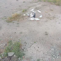 کفتر پرشی به شرط