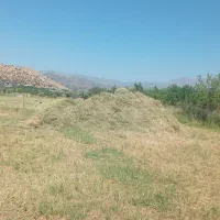 علف تازه