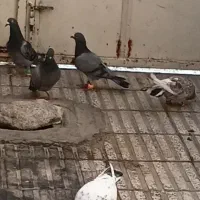 فروش